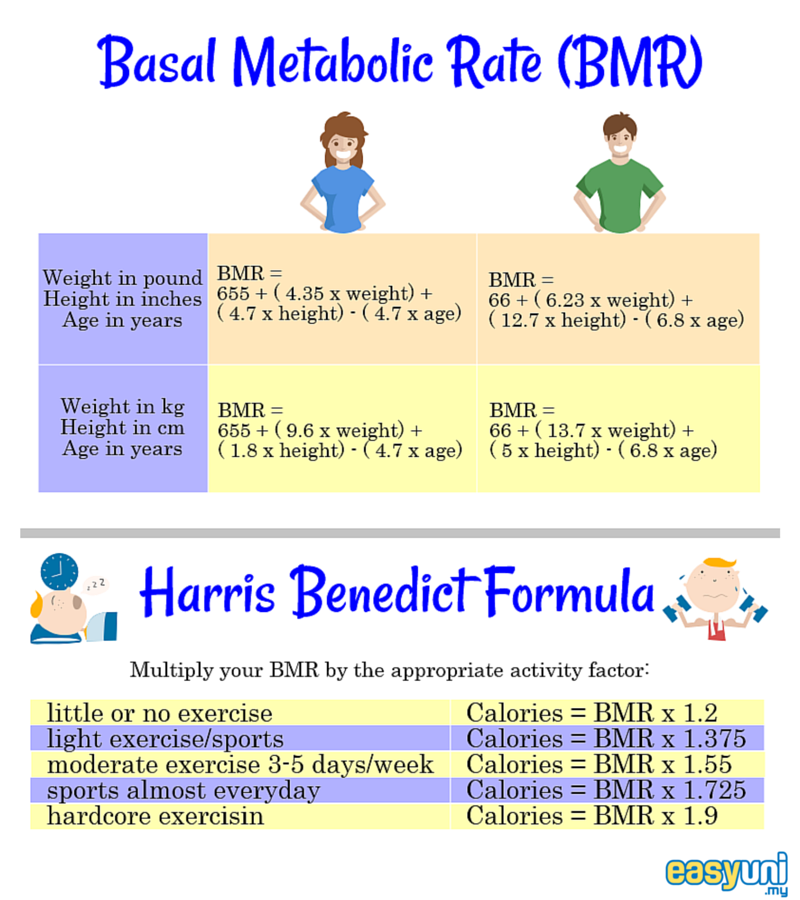 Basal Metabolism Rate and Harris Benedict Equation to calculate the calories you need